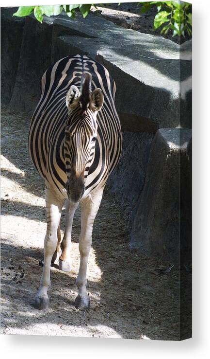 Zoo Canvas Print featuring the photograph Zoo Scapes #23 by Jean Wolfrum