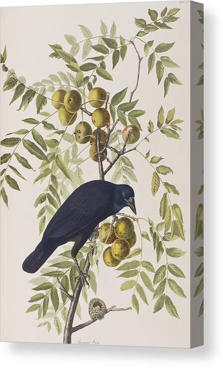 American Crow Canvas Print featuring the painting American Crow by John James Audubon