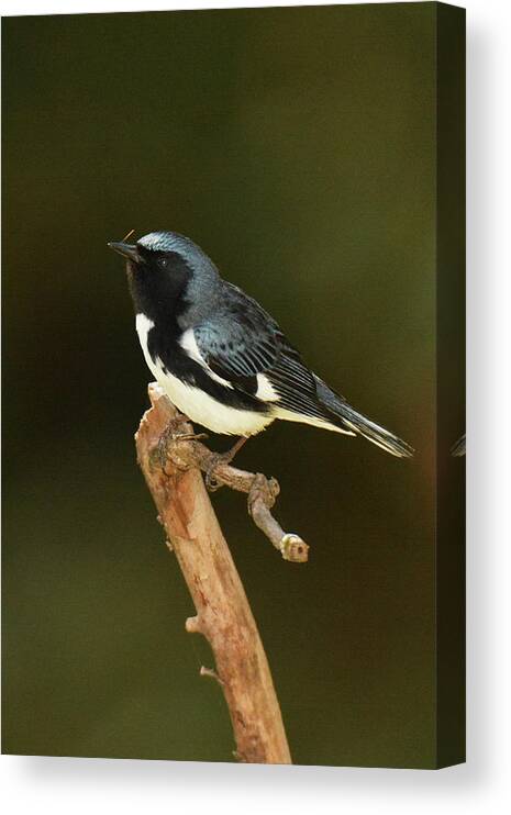 Bird Canvas Print featuring the photograph Black-throated Blue Warbler #3 by Alan Lenk