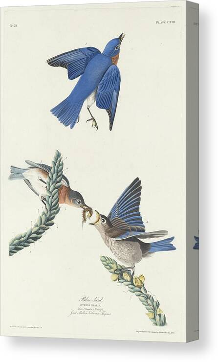 Audubon Canvas Print featuring the drawing Blue-Bird #3 by Dreyer Wildlife Print Collections 
