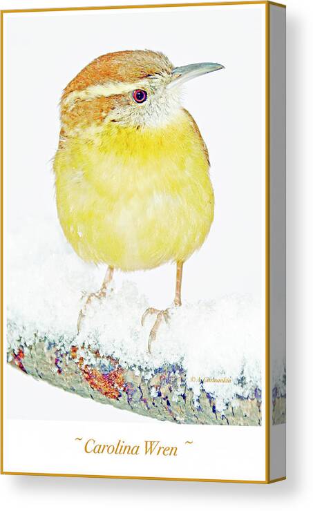 Songbird Canvas Print featuring the photograph Carolina Wren in Winter #3 by A Macarthur Gurmankin