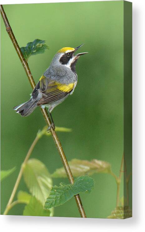 Bird Canvas Print featuring the photograph Golden-winged Warbler #3 by Alan Lenk