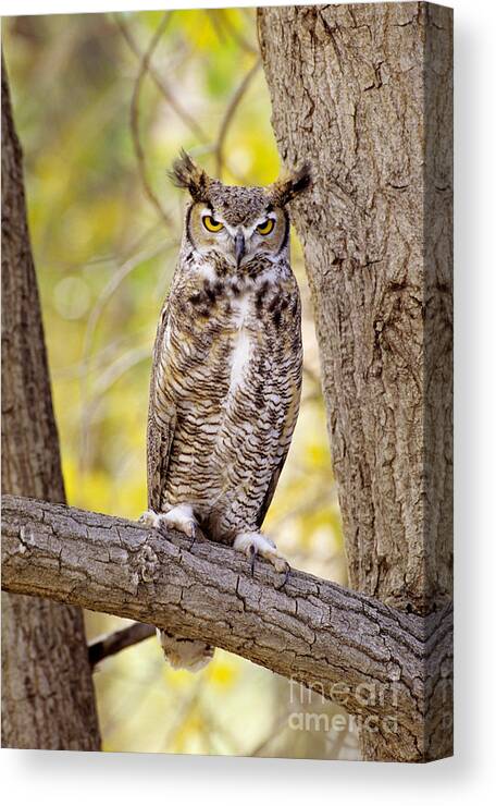 Animal Art Canvas Print featuring the photograph Great Horned Owl #3 by John Hyde - Printscapes