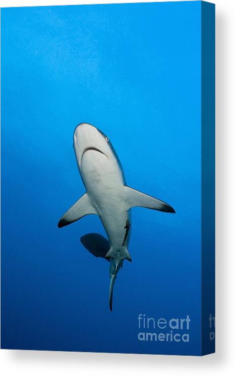 Gray Reef Shark Canvas Print featuring the photograph Grey Reef Shark #3 by Reinhard Dirscherl