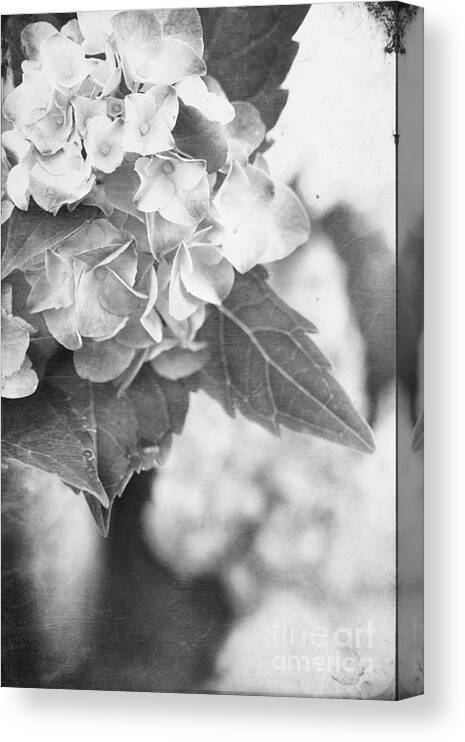 Hydrangea Canvas Print featuring the photograph Hydrangeas #3 by Stephanie Frey