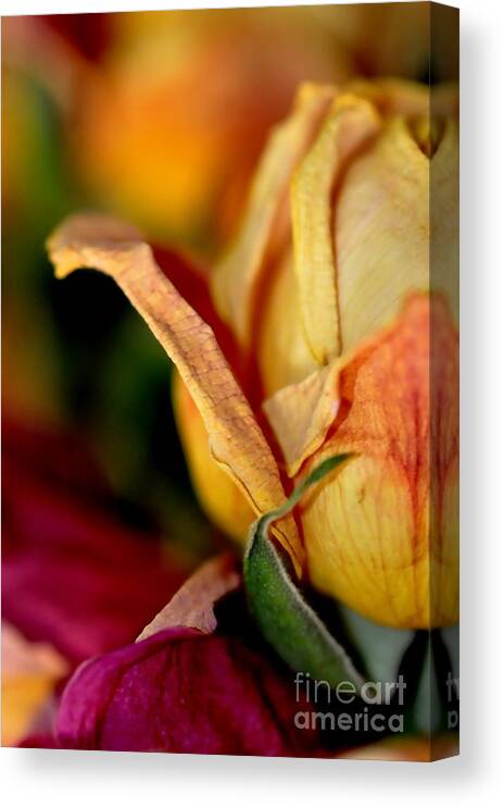 Roses Canvas Print featuring the photograph Roses #3 by Sylvie Leandre