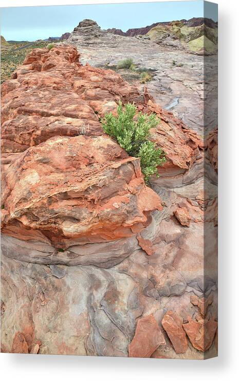 Valley Of Fire State Park Canvas Print featuring the photograph Colorful Sandstone in Valley of Fire #32 by Ray Mathis