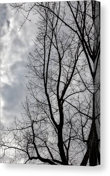 Trees Canvas Print featuring the photograph Trees Sky and Clouds #31 by Robert Ullmann