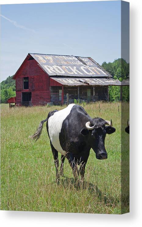 Cow Canvas Print featuring the photograph 37 More Miles by David Troxel