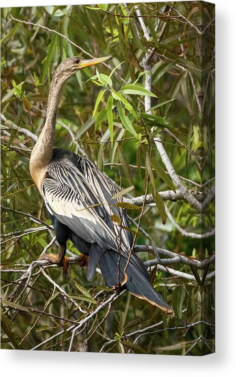 Bird Canvas Print featuring the photograph Anhinga Shark Valley Everglades Florida by Adam Rainoff