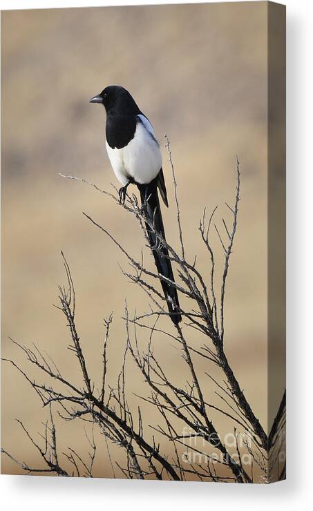 Birds Canvas Print featuring the photograph Black-billed Magpie #4 by Dennis Hammer