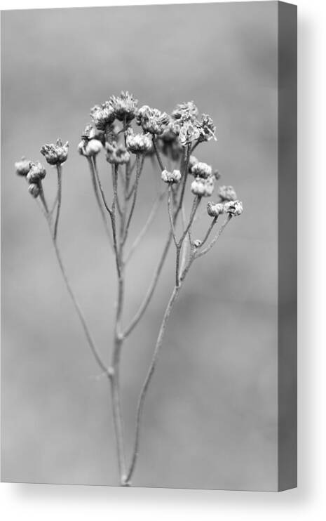 Flower Canvas Print featuring the photograph Delicate #4 by Gabriela Insuratelu