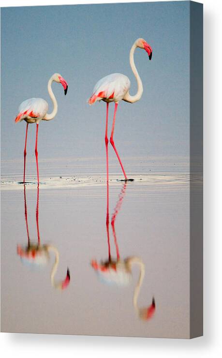 Photography Canvas Print featuring the photograph Greater Flamingos Phoenicopterus Roseus #4 by Panoramic Images