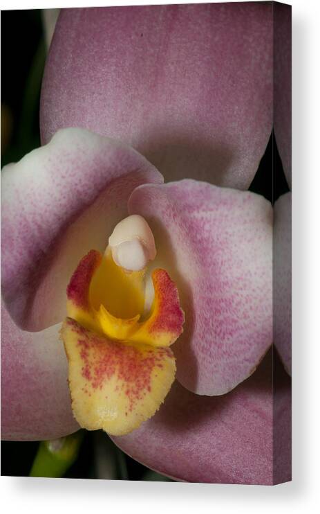 Flowers Canvas Print featuring the digital art Moth Orchids #4 by Carol Ailles