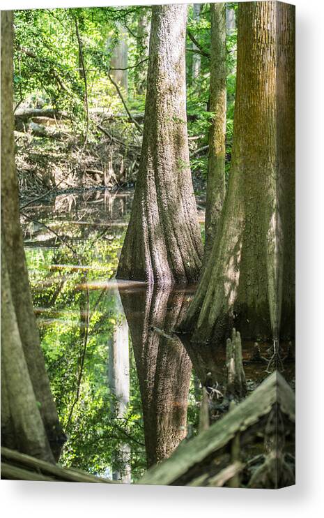 Carolina Canvas Print featuring the photograph cypress forest and swamp of Congaree National Park in South Caro #5 by Alex Grichenko