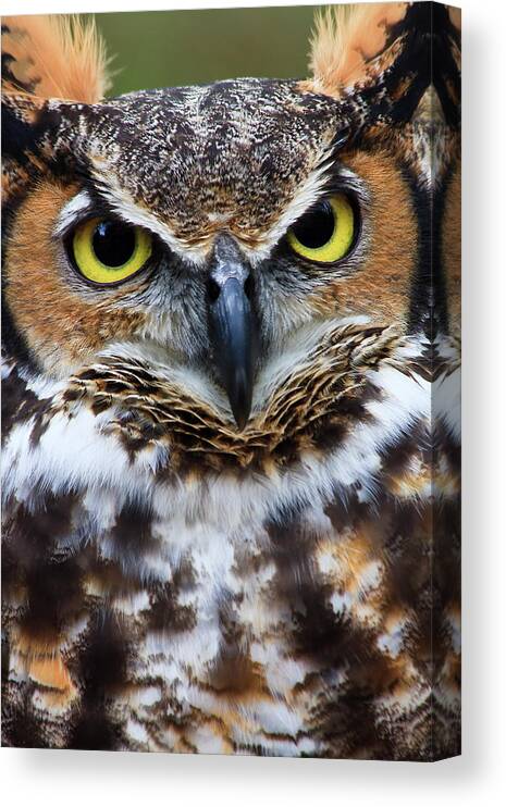 Great Canvas Print featuring the photograph Great Horned Owl #5 by Jill Lang