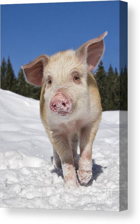 Piglet Canvas Print featuring the photograph Piglet Walking In Snow #5 by Jean-Louis Klein & Marie-Luce Hubert