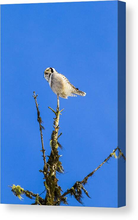 Hawk Canvas Print featuring the photograph Hawk Owl #50 by Borje Olsson
