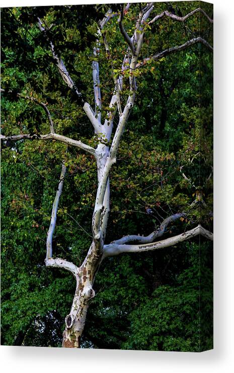 Fall Trees Canvas Print featuring the photograph Fall Trees #53 by Robert Ullmann