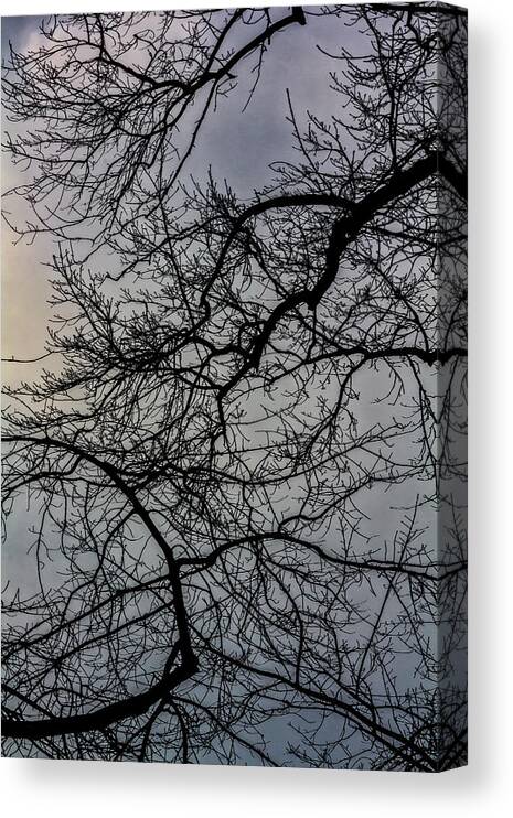 Clouds Trees And Sky Canvas Print featuring the photograph Clouds Trees and Sky #6 by Robert Ullmann