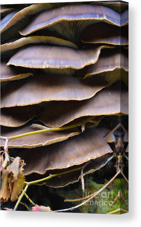 Mushroom Canvas Print featuring the photograph Mushroom Art #6 by Photos By Zulma
