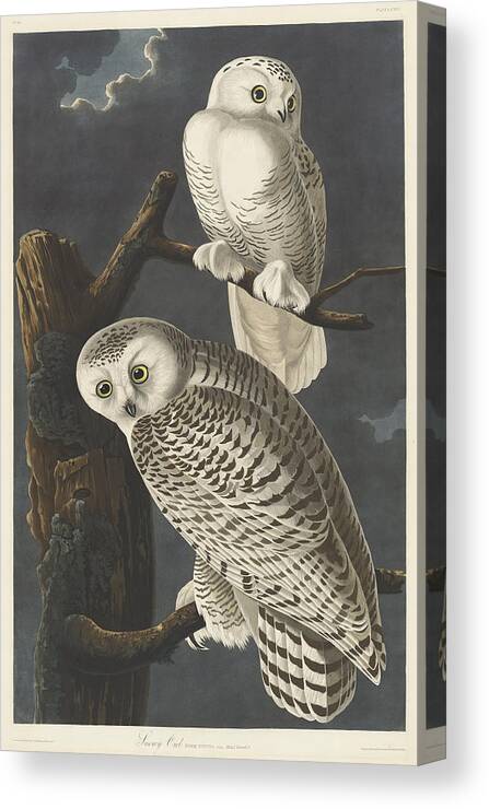 John James Audubon Canvas Print featuring the painting Snowy Owl #6 by John James Audubon