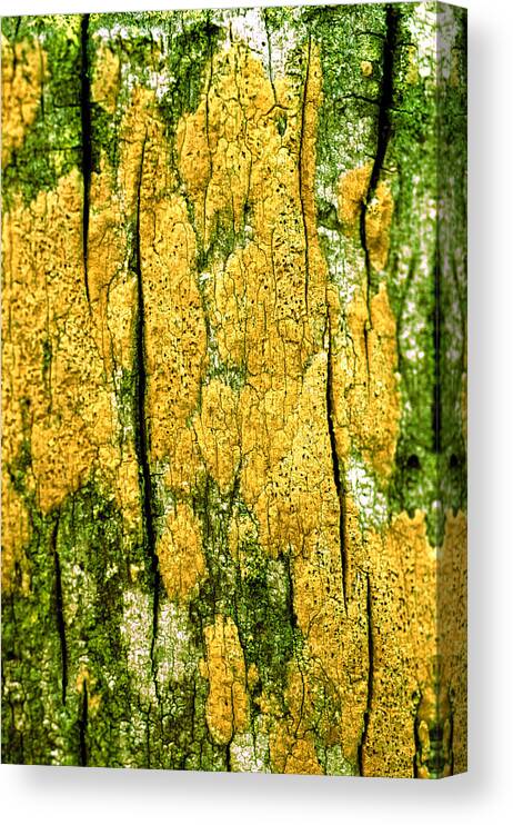 Vertical Canvas Print featuring the photograph Tree Bark #6 by John Foxx