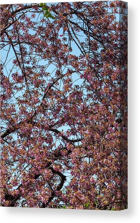 Cherry Trees Canvas Print featuring the photograph Cherry Trees #66 by Robert Ullmann