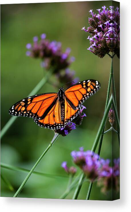 Nature Canvas Print featuring the photograph Monarch Butterfly #7 by Robert Ullmann