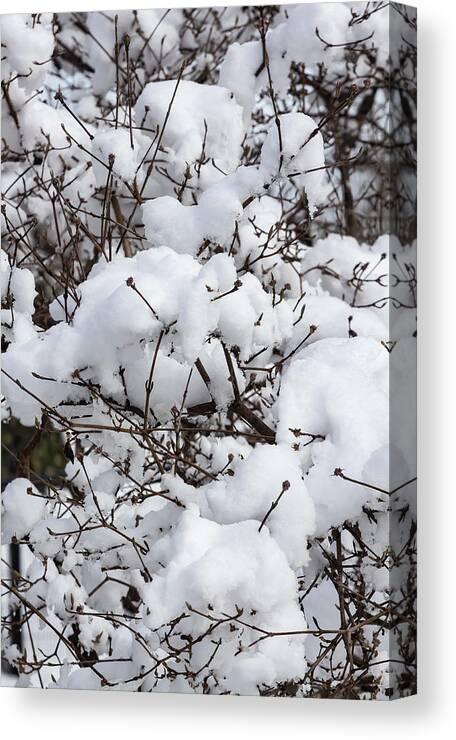 Snow And Branches Canvas Print featuring the photograph Snow and Branches #86 by Robert Ullmann
