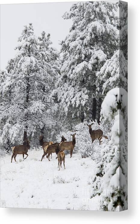 Elk Canvas Print featuring the photograph Elk in Deep Snow in the Pike National Forest #9 by Steven Krull