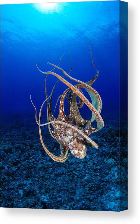 Animal Art Canvas Print featuring the photograph Hawaii, Day Octopus #9 by Dave Fleetham - Printscapes