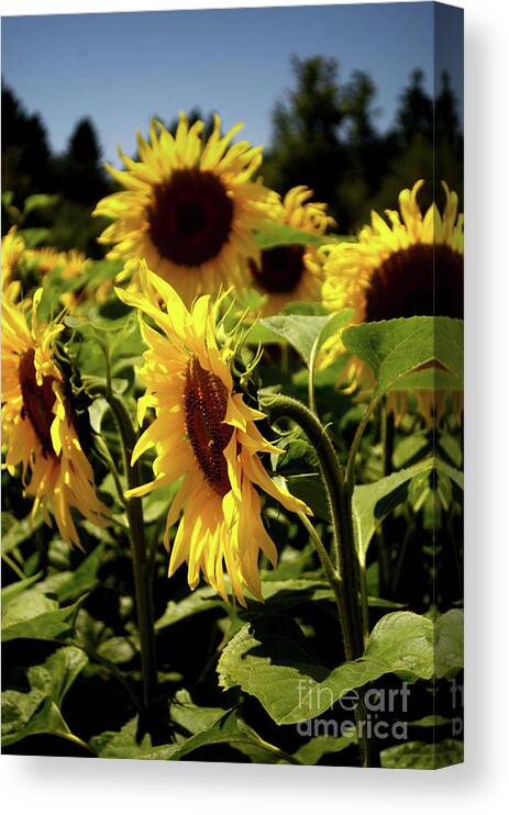 Michelle Meenawong Canvas Print featuring the photograph A Bunch Of Sunflowers by Michelle Meenawong