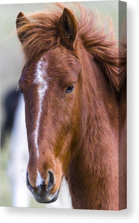 Chestnut Horse Canvas Print featuring the photograph A Chestnut Horse portrait by Andy Myatt