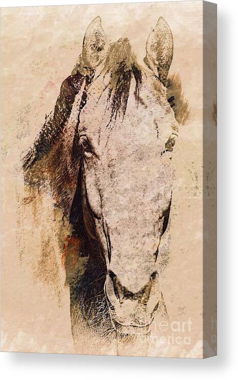 Horse Canvas Print featuring the photograph A Friendly Face by Clare Bevan