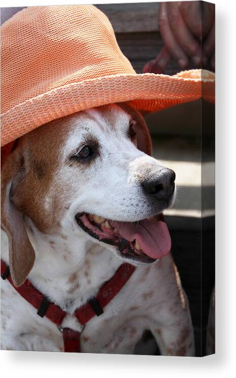 Beagle Canvas Print featuring the photograph A Hat for Buddy by Bob Slitzan