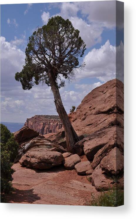 Canyonlands National Park Canvas Print featuring the photograph A Lone Tree by Frank Madia