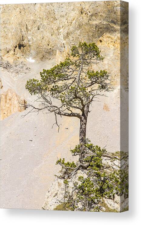 Tree Canvas Print featuring the photograph A lonely pine - 1 by Paul MAURICE
