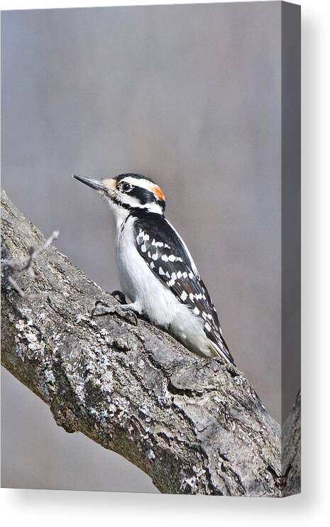 Downey Woodpecker Canvas Print featuring the photograph A Male Downey Woodpecker 1120 by Michael Peychich