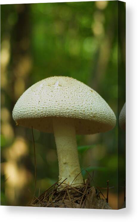 Mushroom Canvas Print featuring the photograph A mushroom by Henri Irizarri
