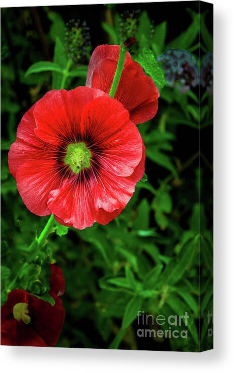 Alcea Rosea Canvas Print featuring the photograph A Red Hollyhock by Robert Bales
