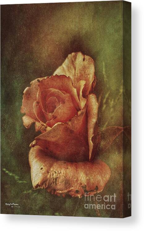 # A Rose From Long Go # Photograph# Texturer #season # Garden# Rosebush#colos#browns# Gold#green # Peach #nature#photonature # Layers # Flower # Boom# Framed # Tote Bag # Weekend Bag # Beach Towels # Canvas# Print# Poster# Battery Case # Phonecase # Duvet Cover # Shower Curtain # T Stirt # Yoga Mat # Blanket #mug#card# Metal #notebook  Canvas Print featuring the mixed media A Rose From Long Ago by MaryLee Parker