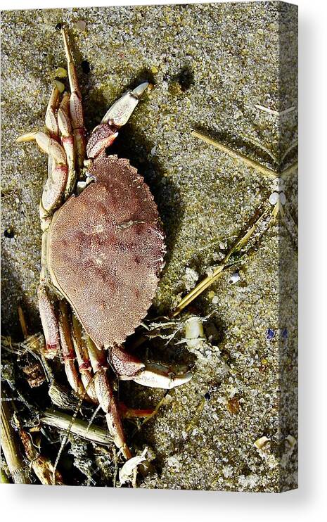 Crab Canvas Print featuring the photograph A Shell of its former self by Shawn M Greener