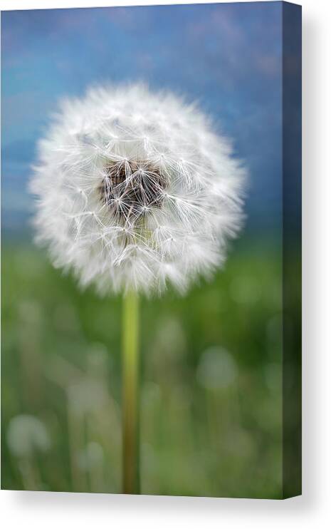 Nature Canvas Print featuring the photograph A single dandelion seed pod by Robert FERD Frank