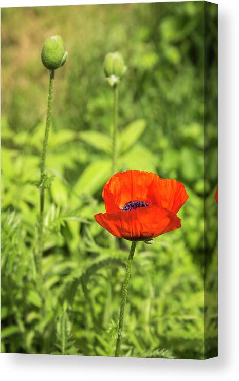 Single Canvas Print featuring the photograph A Single Poppy Flower 2016 by Thomas Young