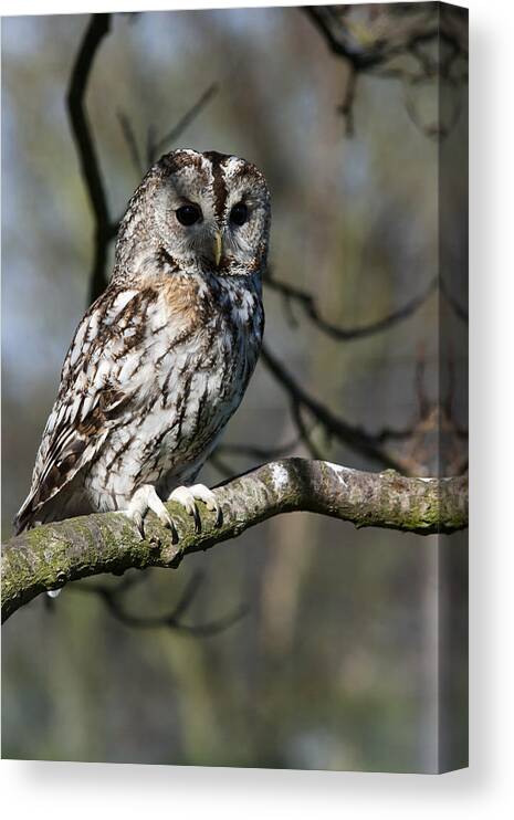 Tawny Owl Canvas Print featuring the photograph A Tawny Owl by Andy Myatt
