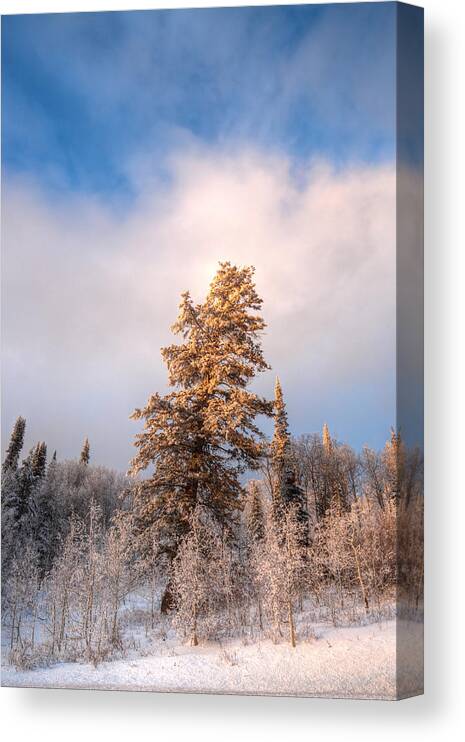 Cold Canvas Print featuring the photograph A Tree Among Saplings by David Andersen