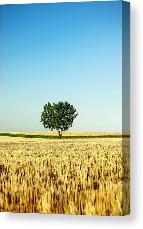 Tree Canvas Print featuring the photograph A Tree Stands Alone by Todd Klassy
