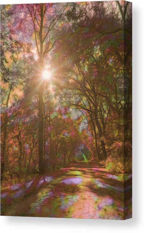 Rainbow Canvas Print featuring the photograph A Walk Through the Rainbow Forest by Beth Venner
