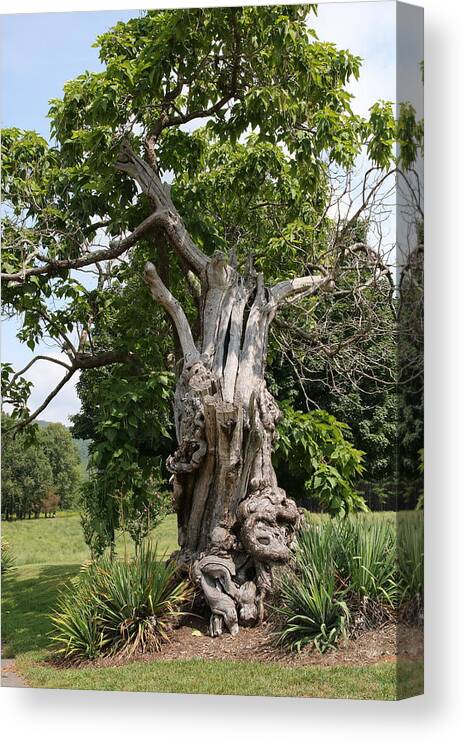 Tree Canvas Print featuring the photograph Abstract Tree by Rick Redman